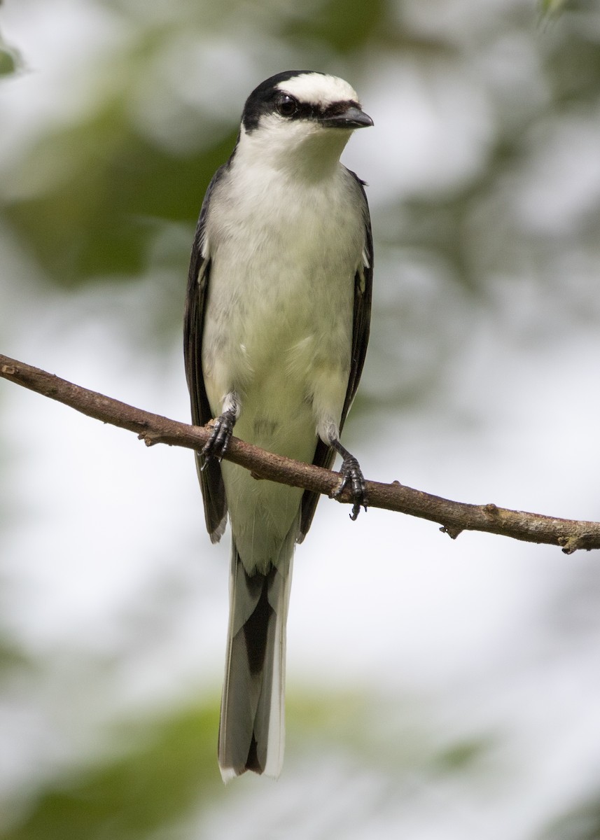 Ashy Minivet - ML645151422