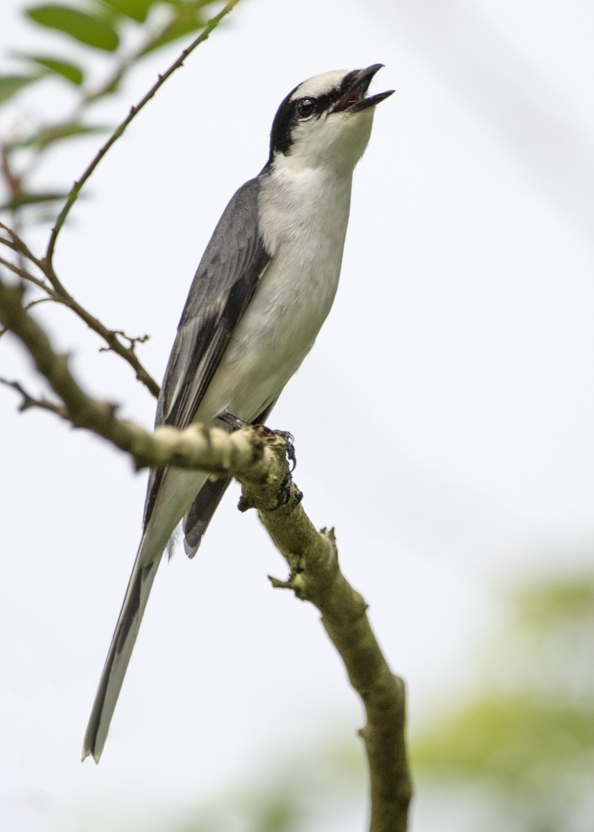 Ashy Minivet - ML645151423