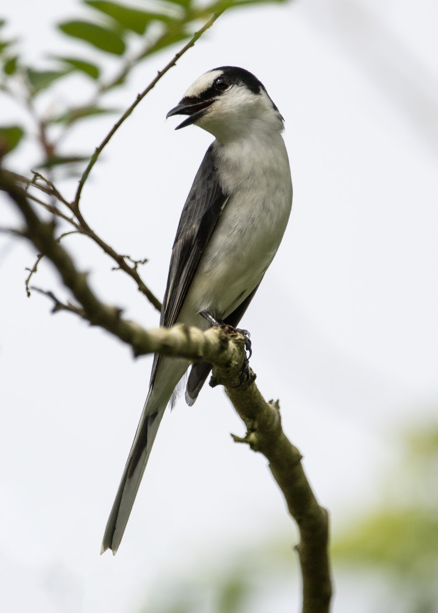 Ashy Minivet - ML645151424