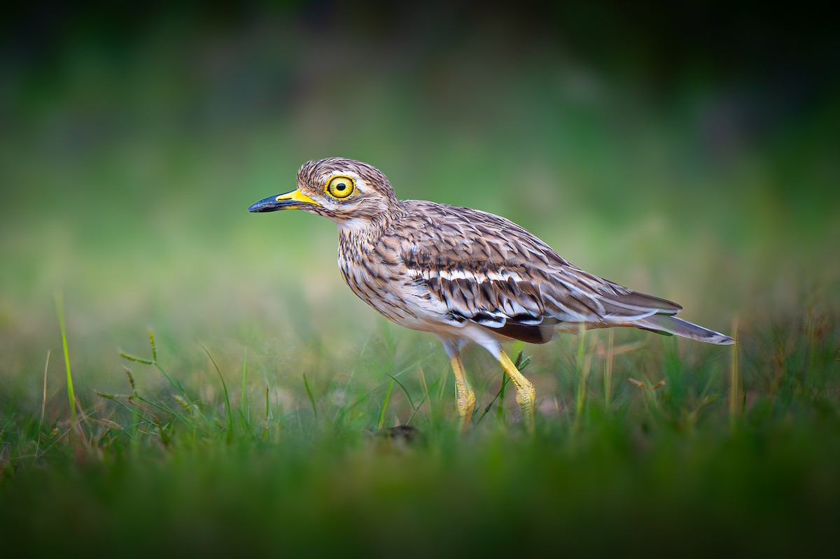 Indian Thick-knee - ML645151425