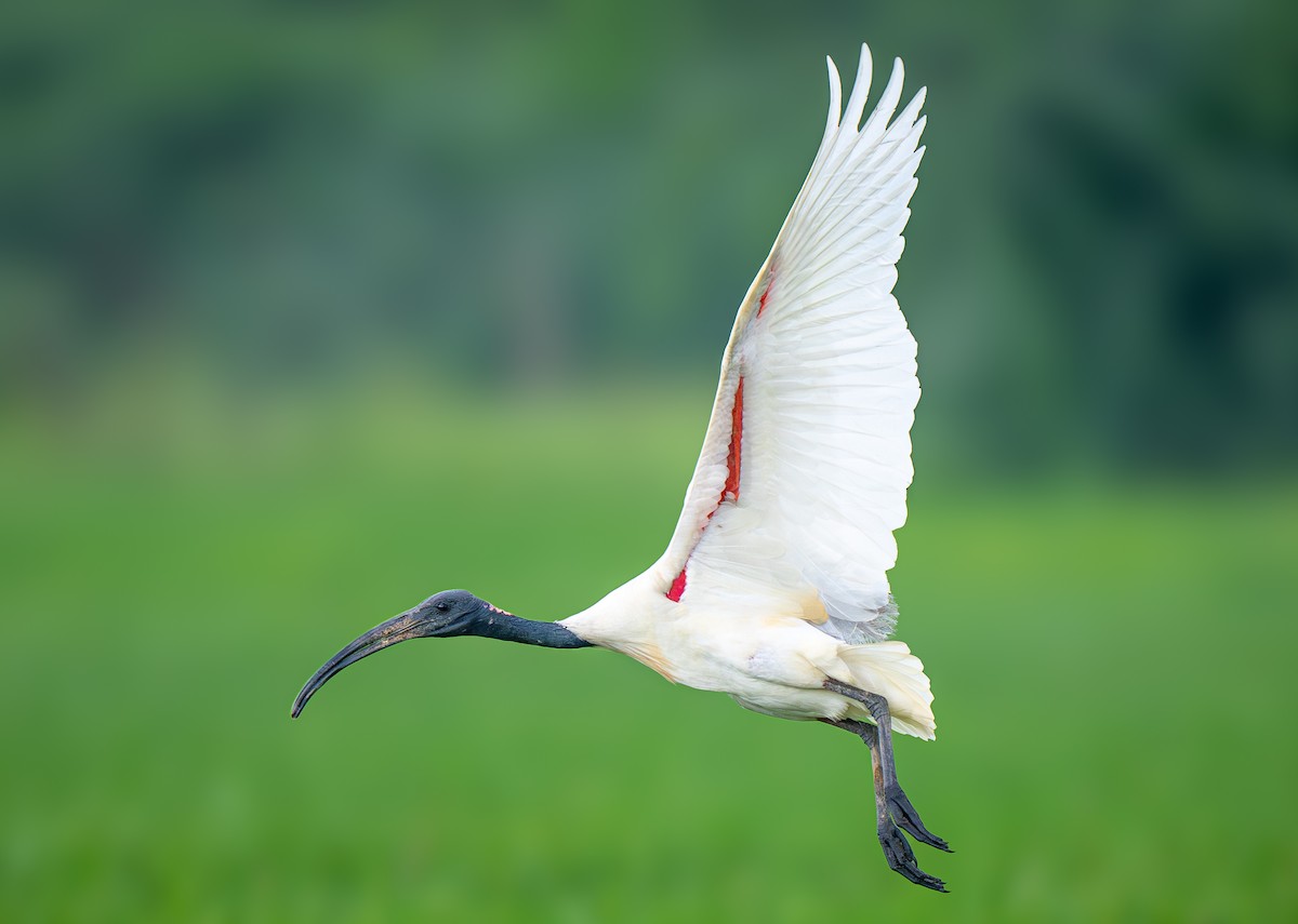 Black-headed Ibis - ML645151426