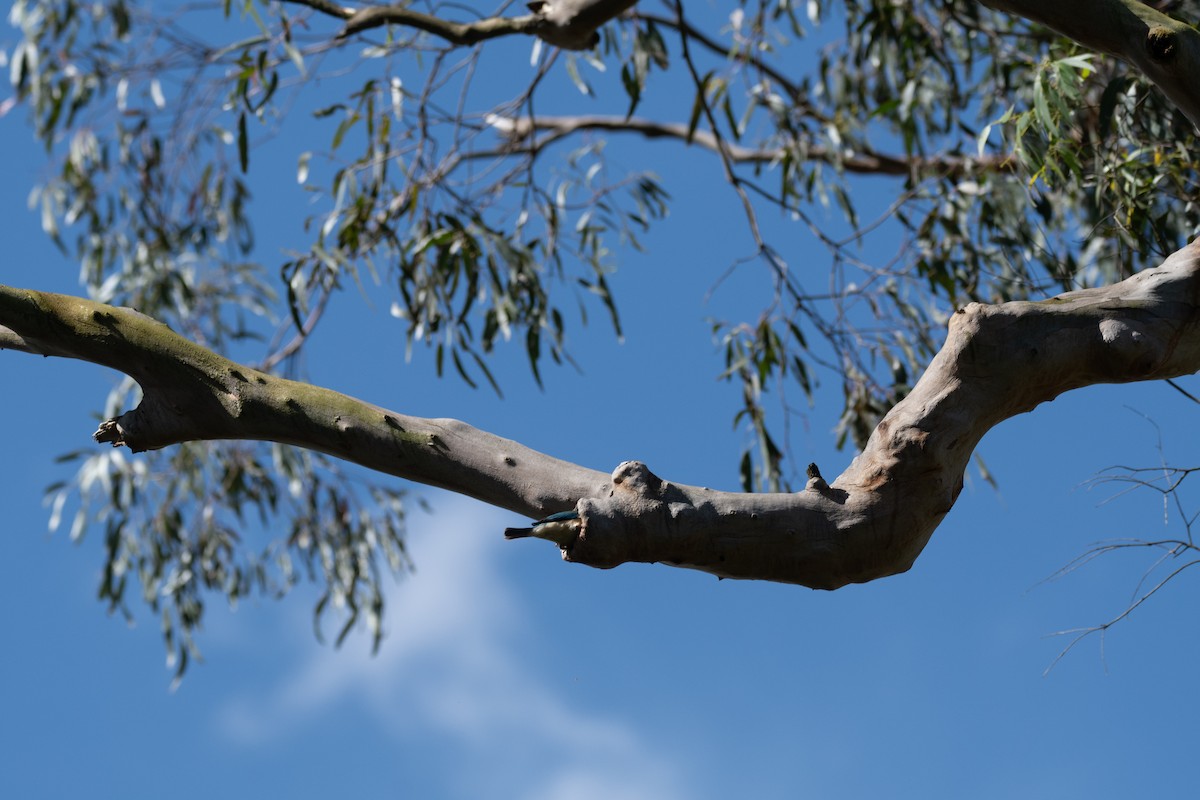 Sacred Kingfisher - ML645151488