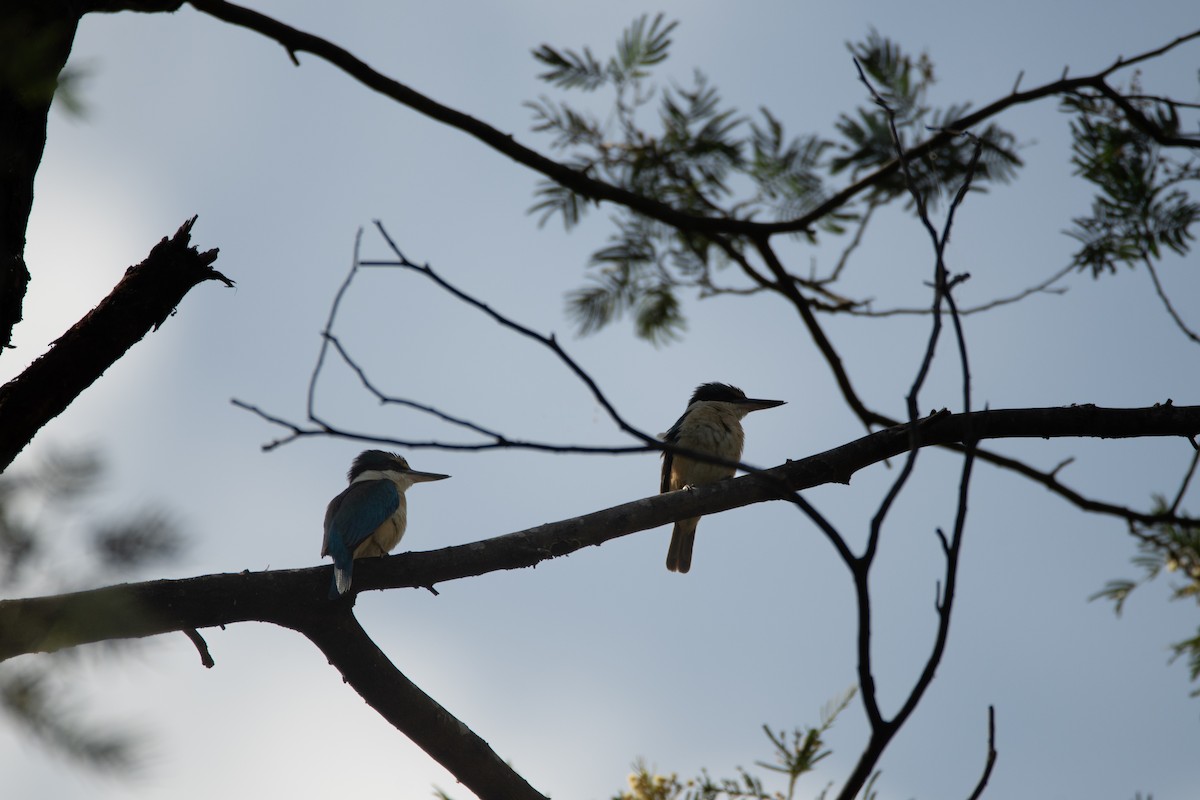 Sacred Kingfisher - ML645151489