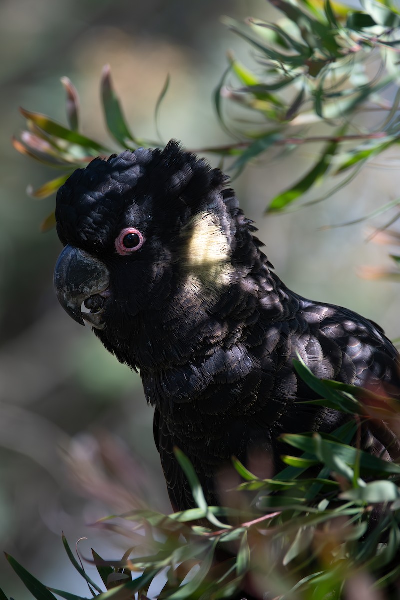 Yellow-tailed Black-Cockatoo - ML645151492
