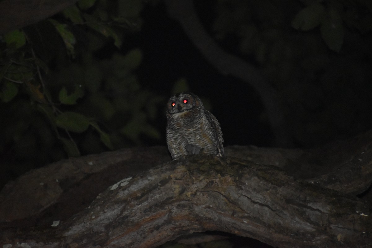 Mottled Wood-Owl - ML645151508