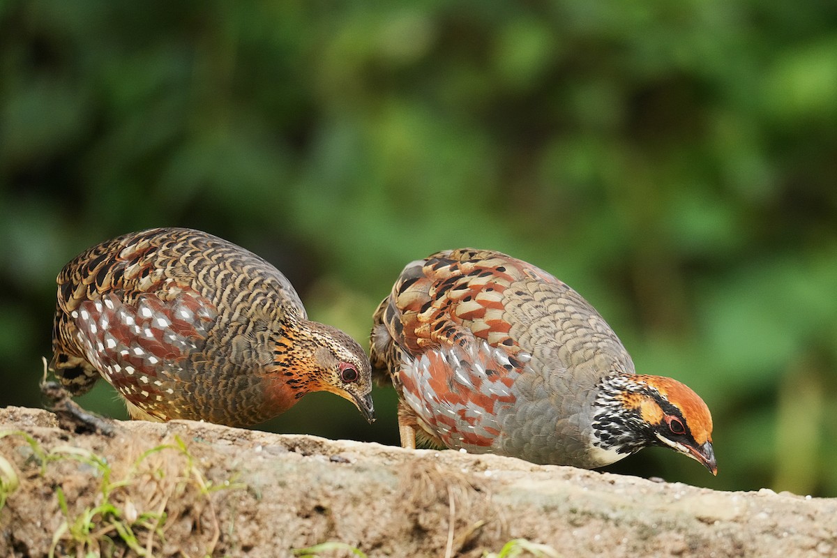 Hill Partridge - ML645151539