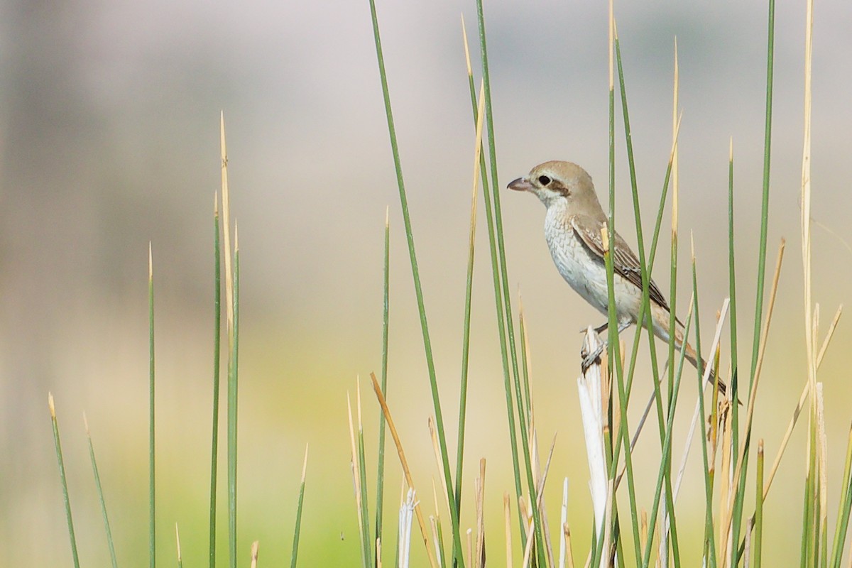 Isabellwürger - ML645151547