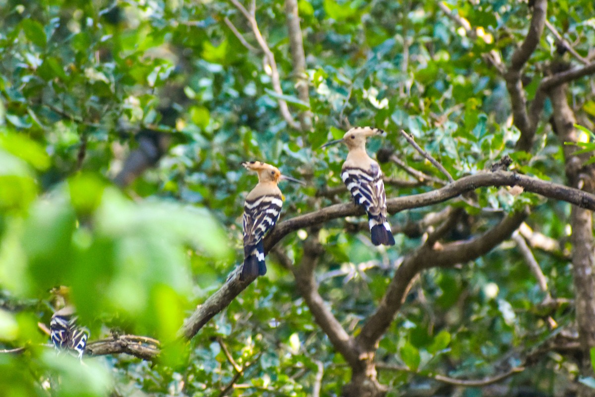 戴勝 - ML645151581