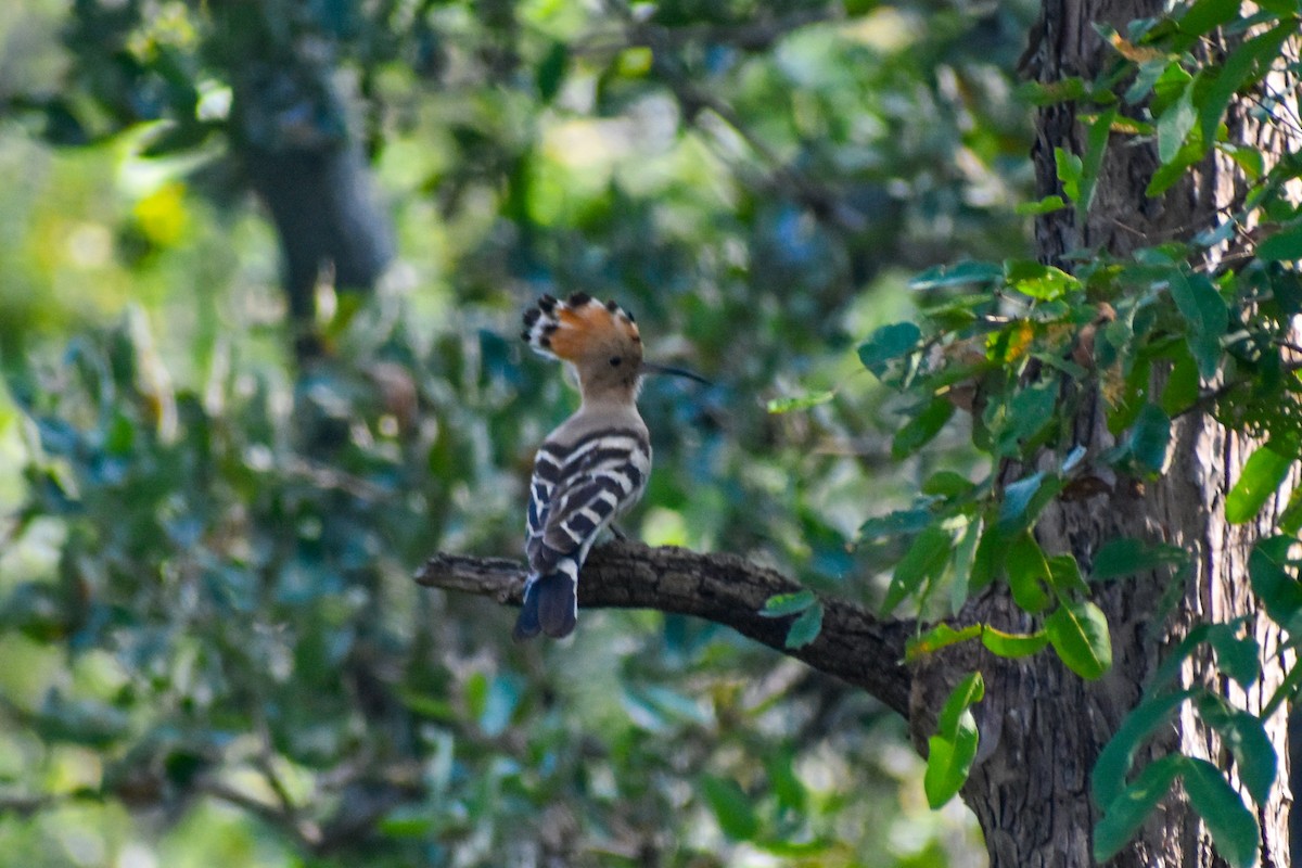 戴勝 - ML645151585