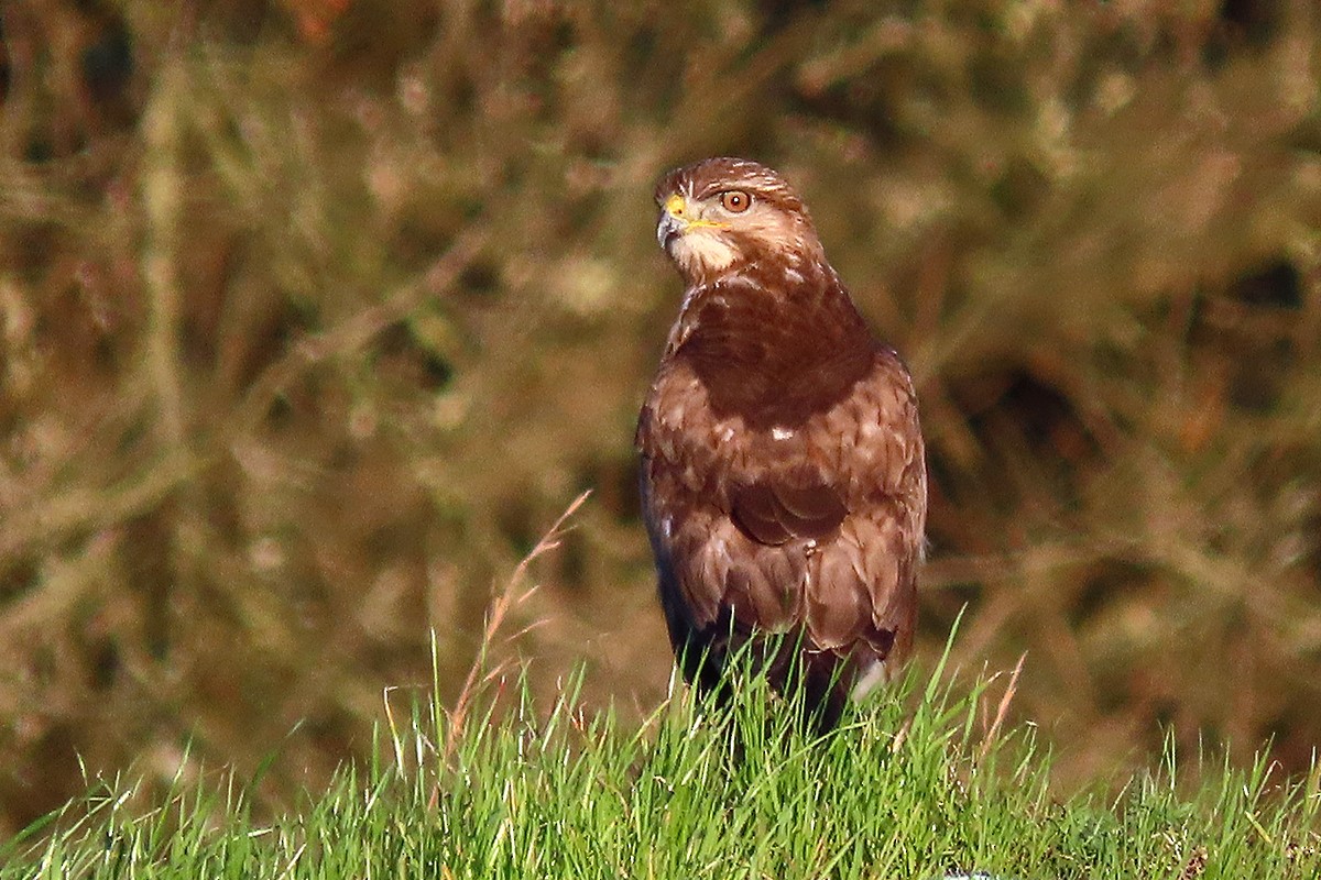 Buse variable - ML645151591