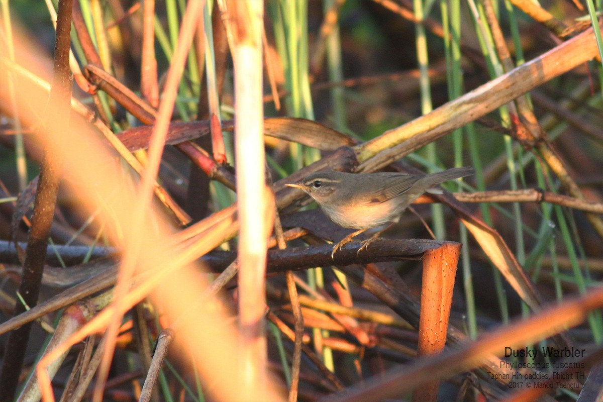 Esmer Çıvgın - ML645151592