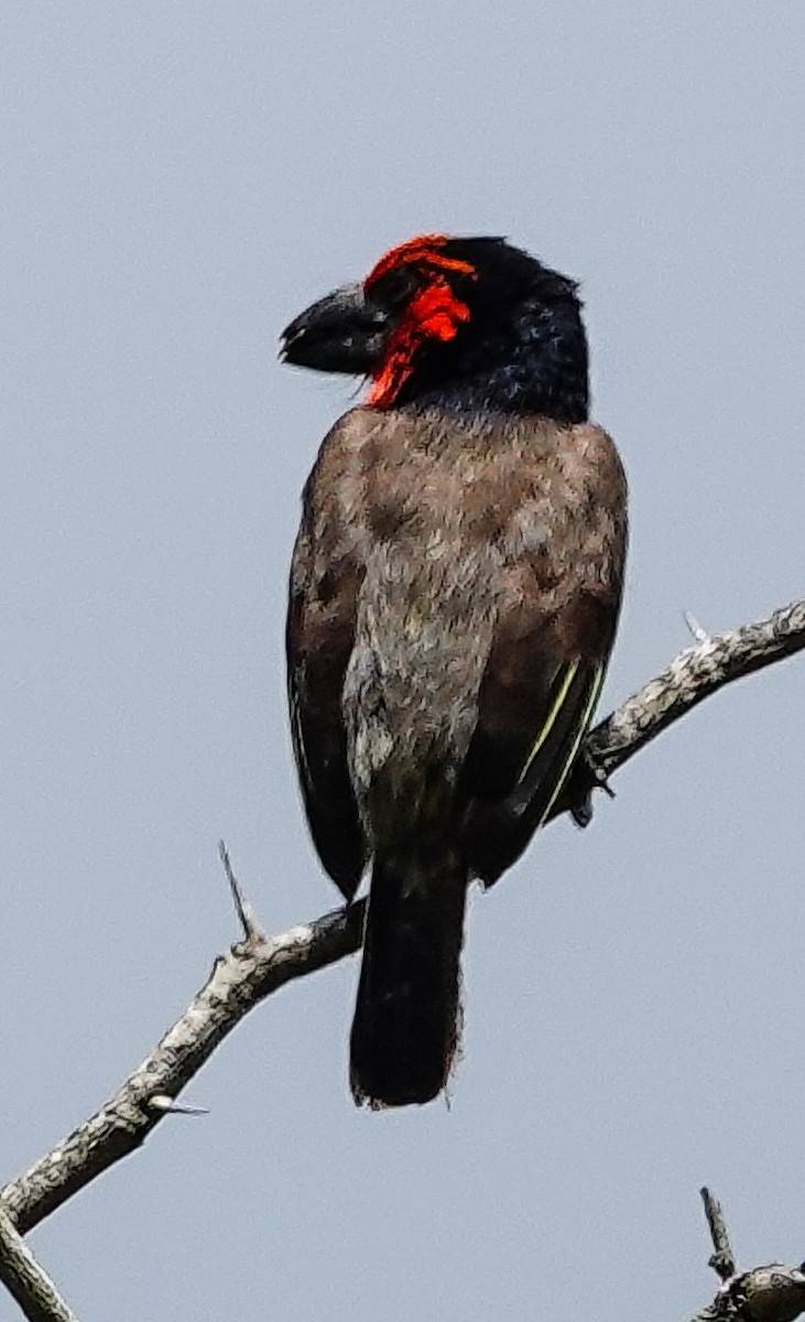 Black-collared Barbet - ML645151610