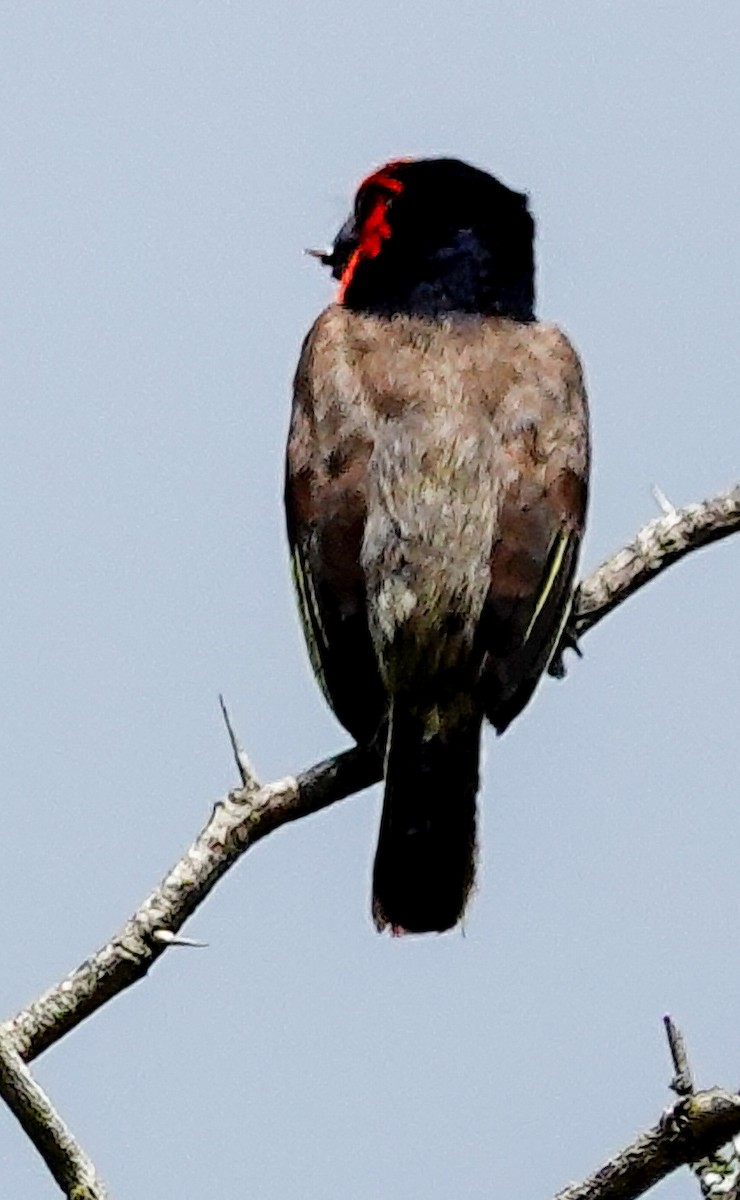 Black-collared Barbet - ML645151611
