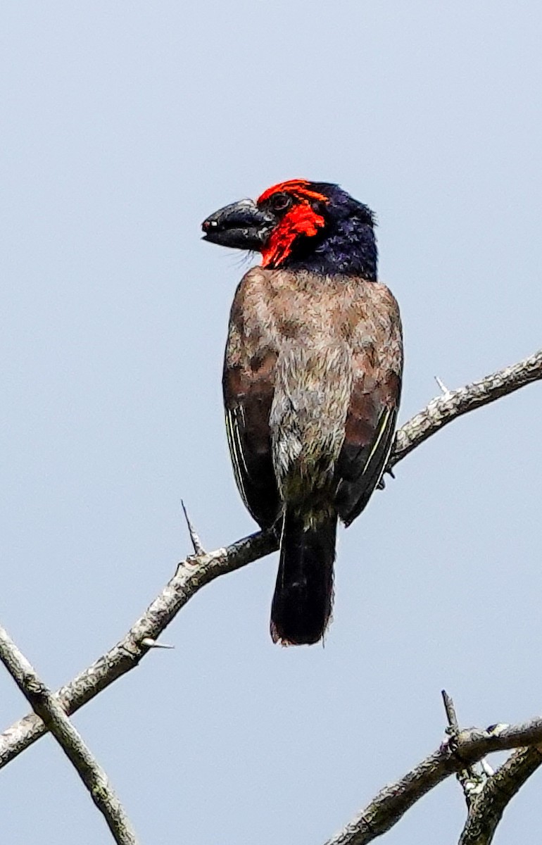 Black-collared Barbet - ML645151612