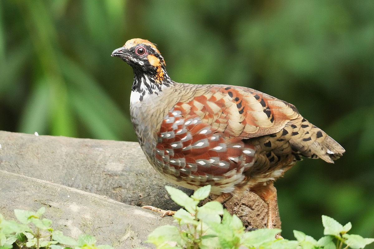 Hill Partridge - ML645151615
