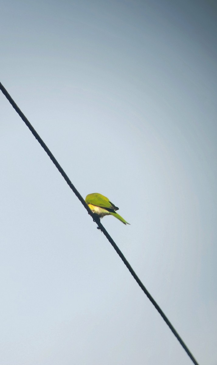 Chestnut-headed Bee-eater - ML645151617