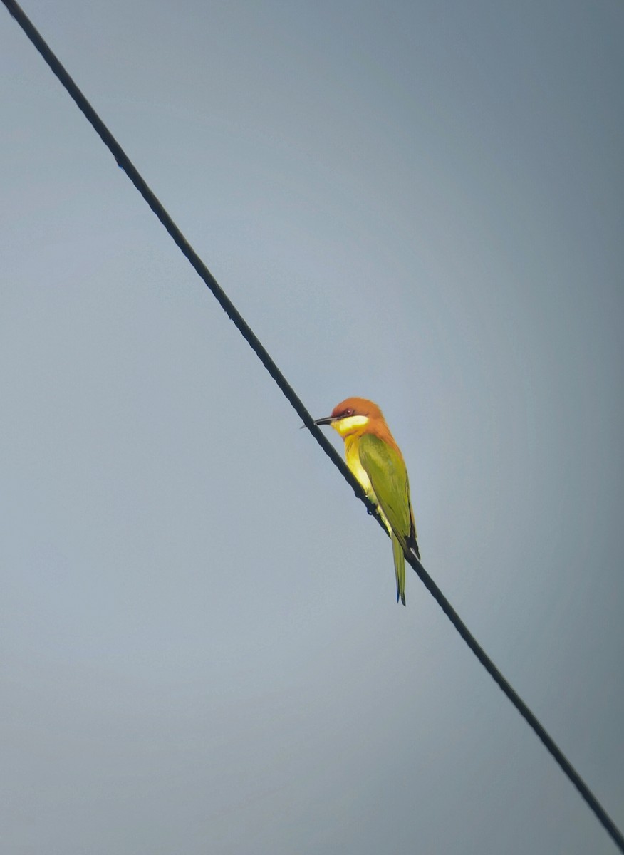 Chestnut-headed Bee-eater - ML645151618