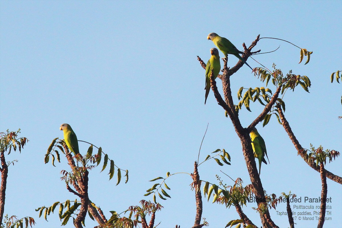 Blossom-headed Parakeet - ML645151623