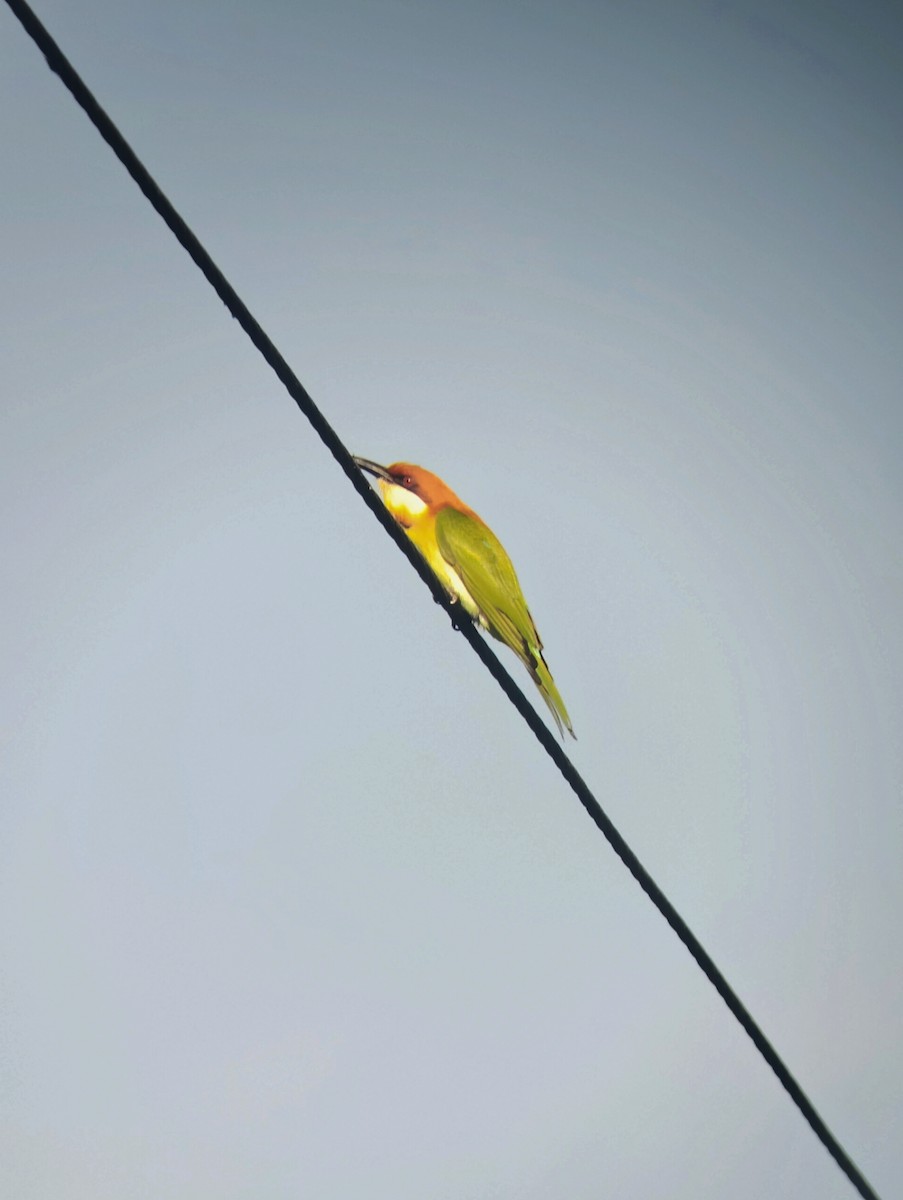 Chestnut-headed Bee-eater - ML645151637