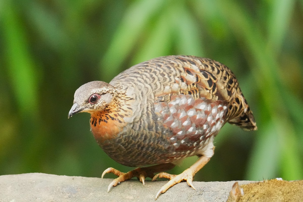 Hill Partridge - ML645151667