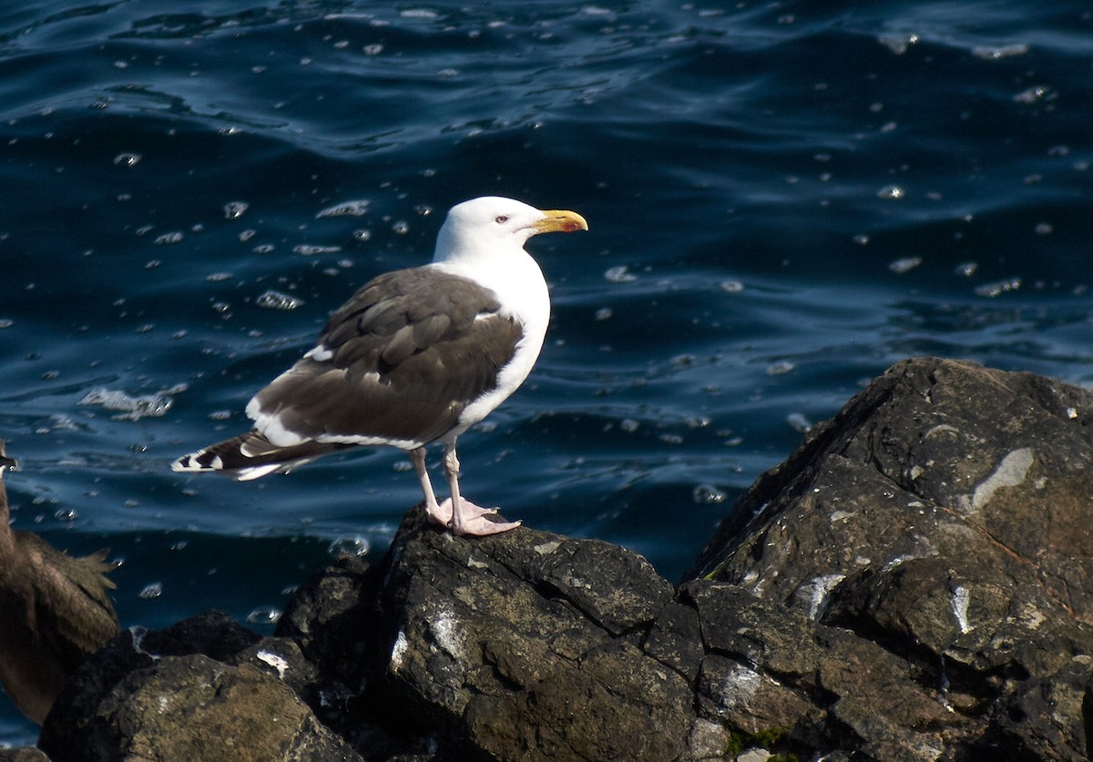 racek mořský - ML645151673