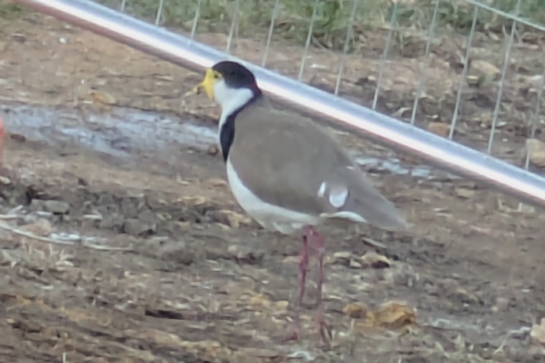 Masked Lapwing - ML645151689