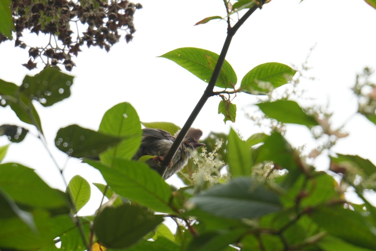 Whiskered Yuhina - ML645151692