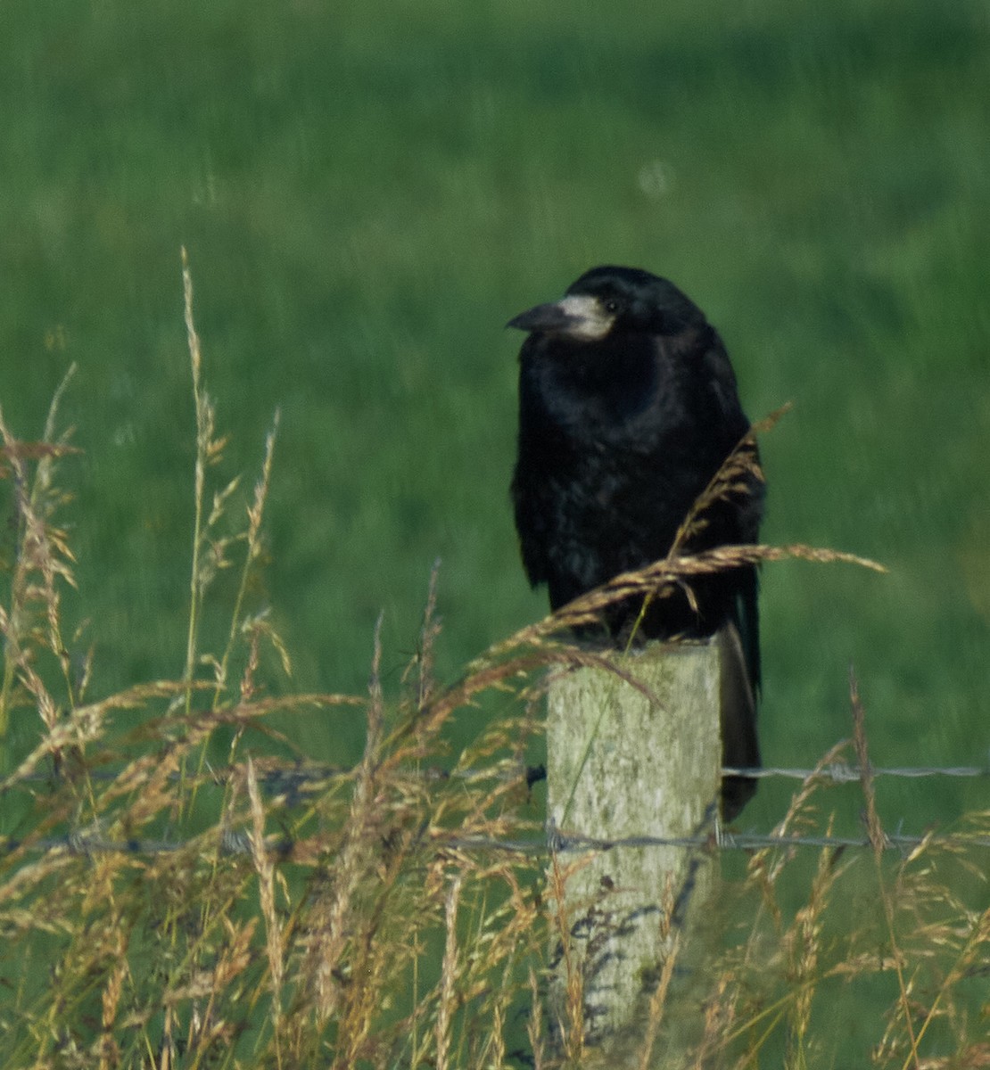 Ekin Kargası - ML645151696