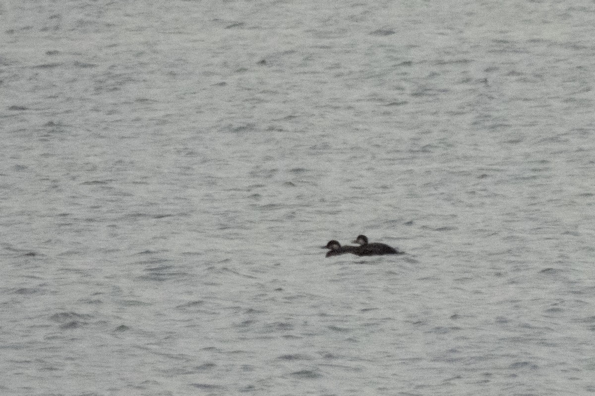 turpan černý - ML645151740