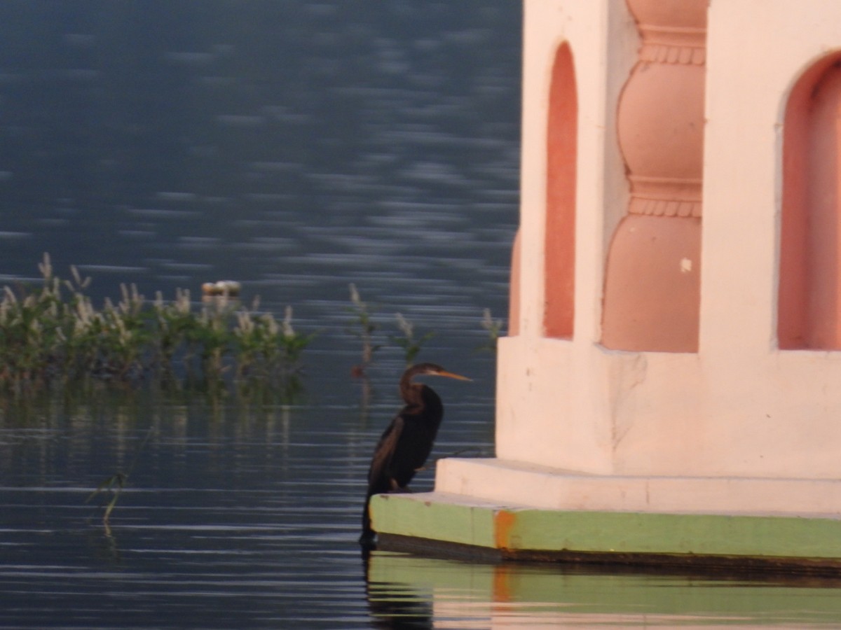 Anhinga roux - ML645151748