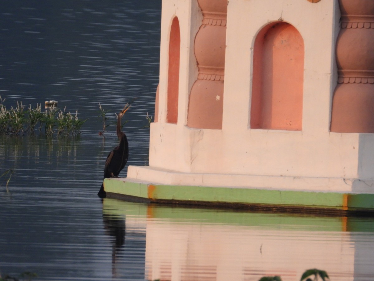 Anhinga roux - ML645151749