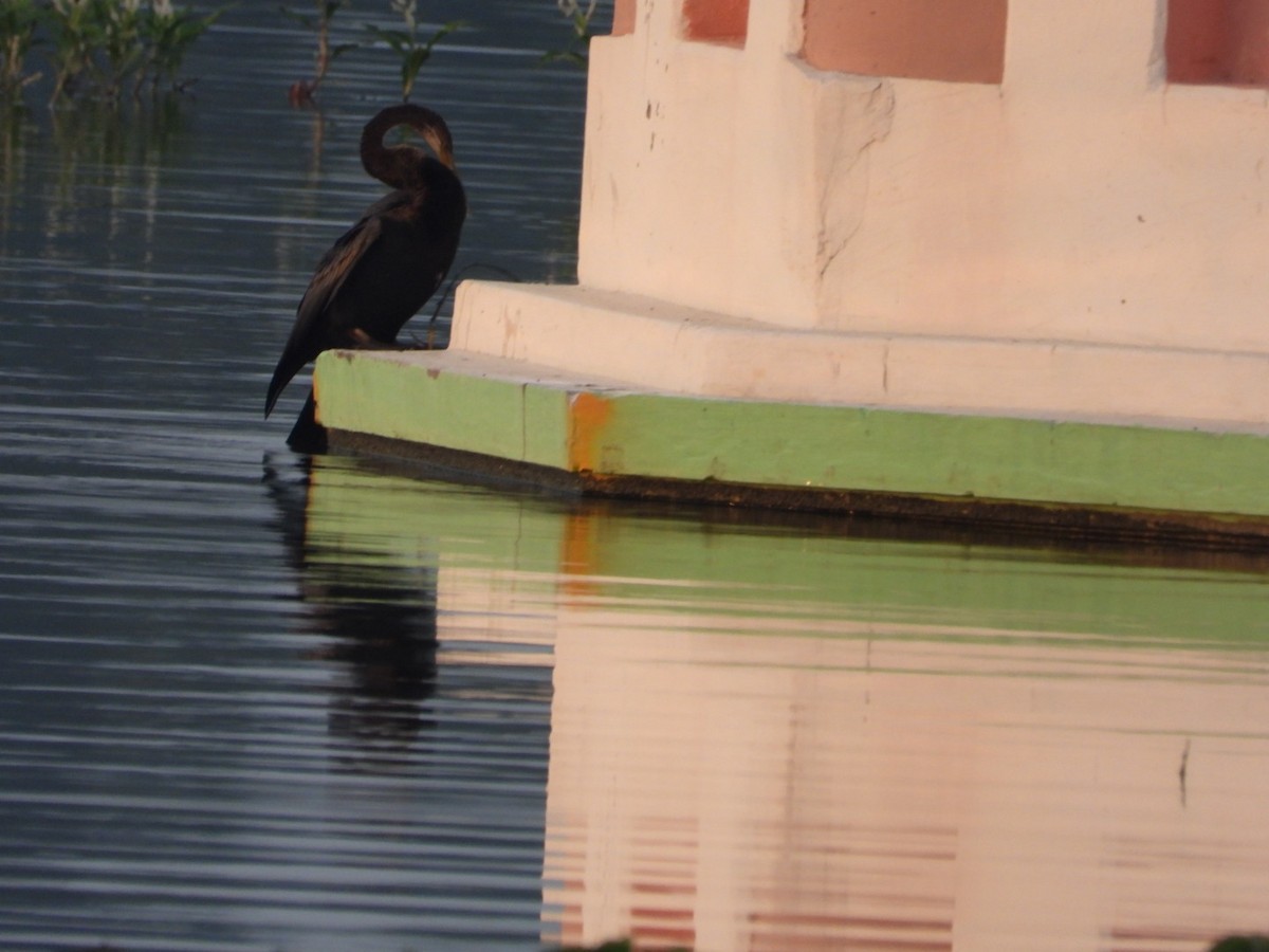 Anhinga roux - ML645151750