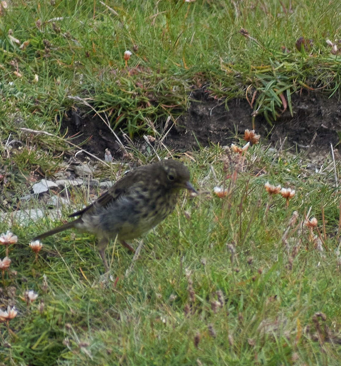 Bisbita Costero - ML645151772