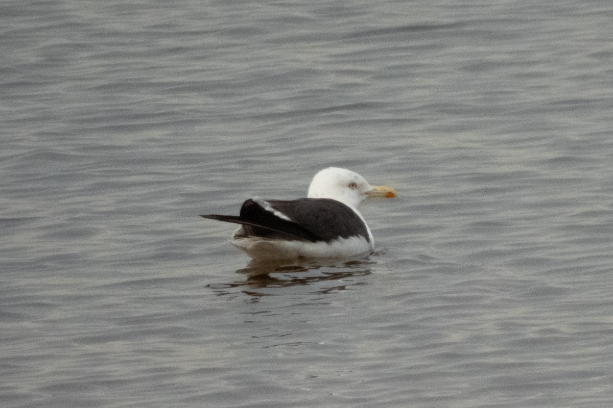 Lesser Black-backed Gull (fuscus) - ML645151778