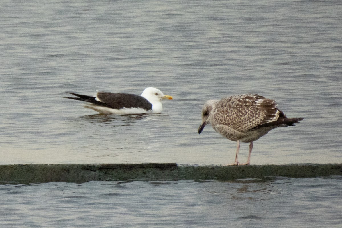 Lesser Black-backed Gull (fuscus) - ML645151779