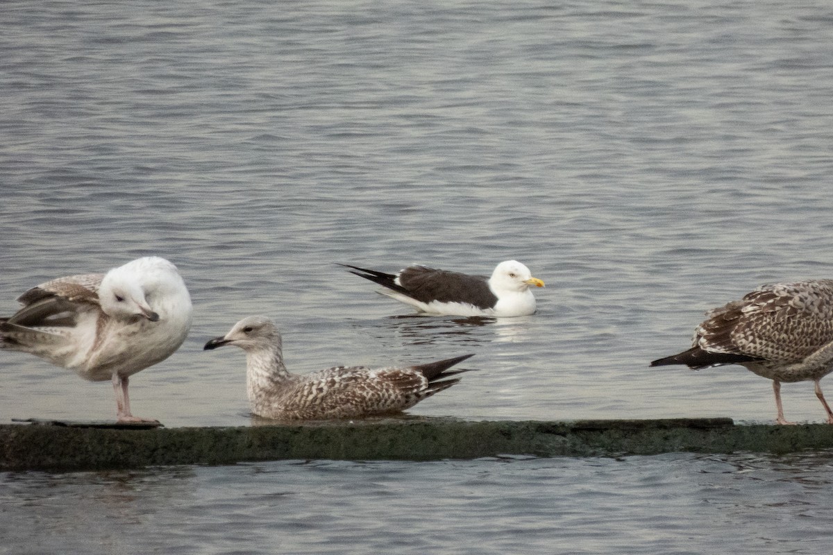 Lesser Black-backed Gull (fuscus) - ML645151780
