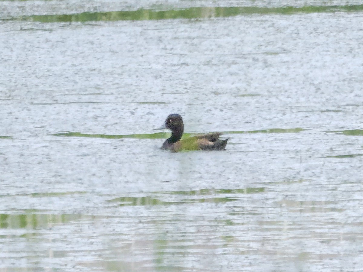 Southern Pochard - ML645151846