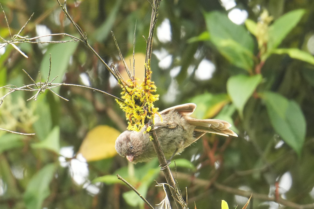 Brown Parrotbill - ML645151889