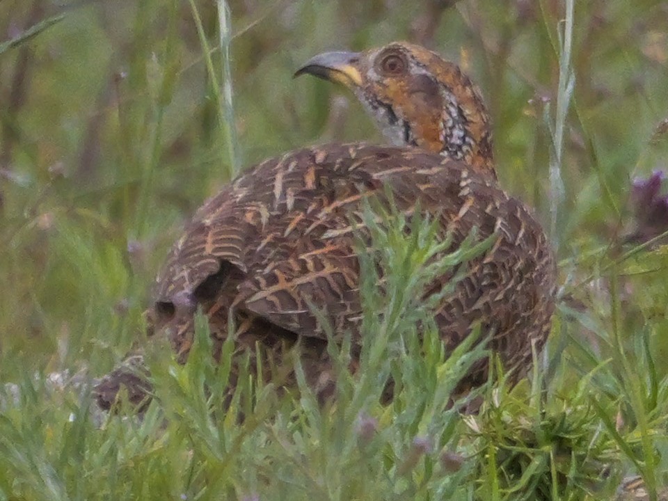Orange River Francolin - ML645151899