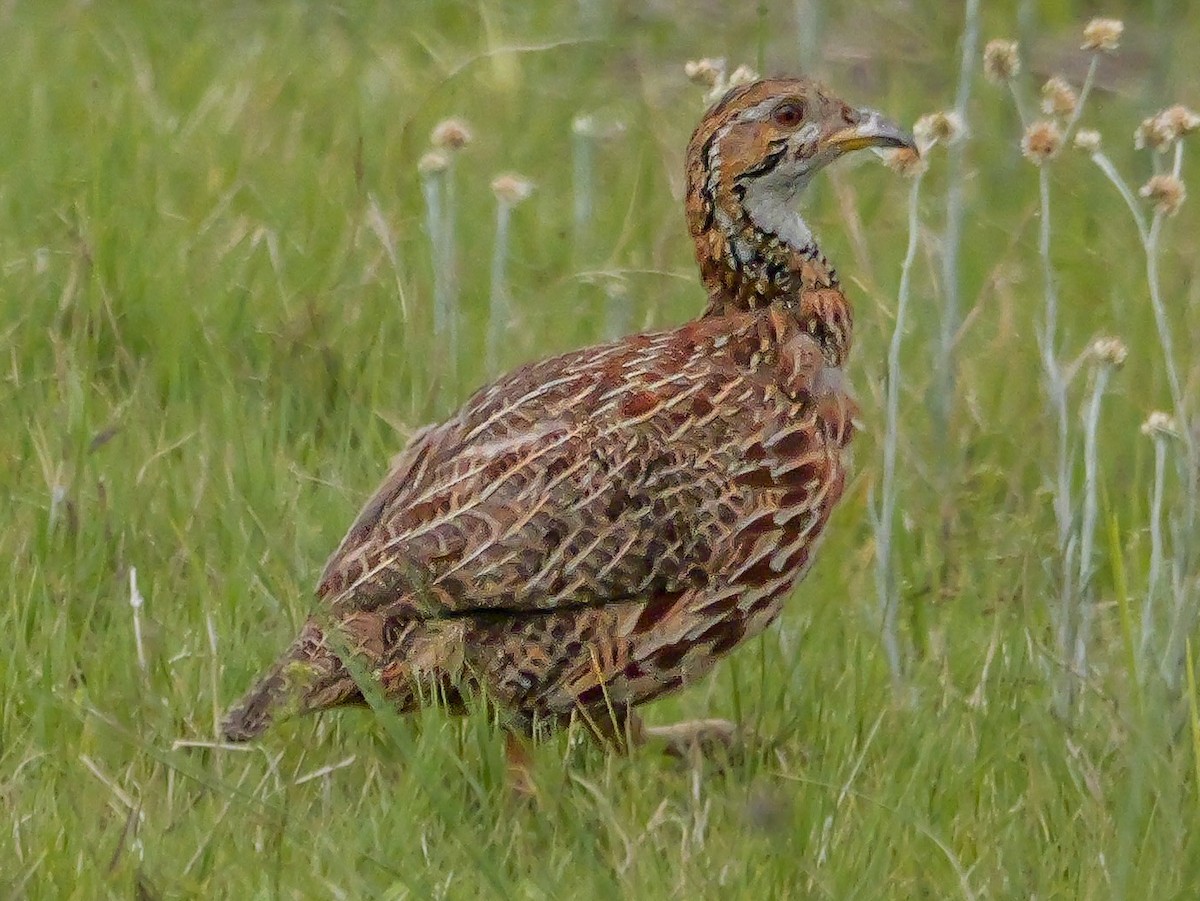 Orange River Francolin - ML645151900