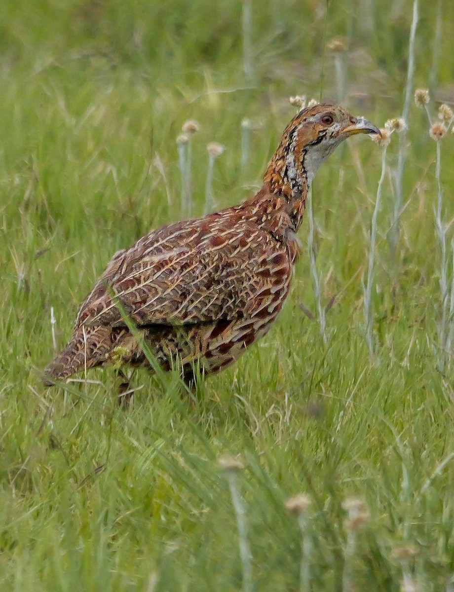 Orange River Francolin - ML645151901
