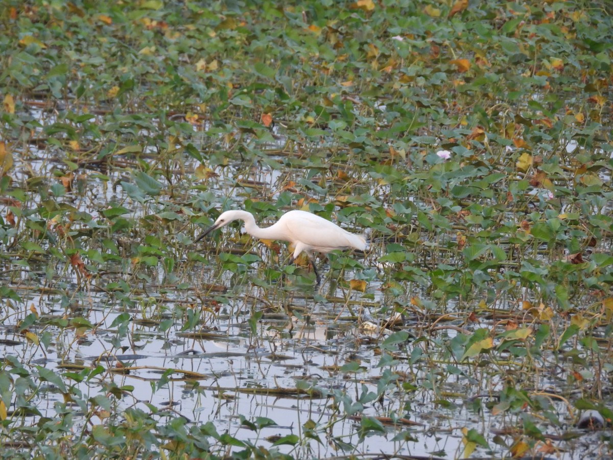 Little Egret - ML645151908