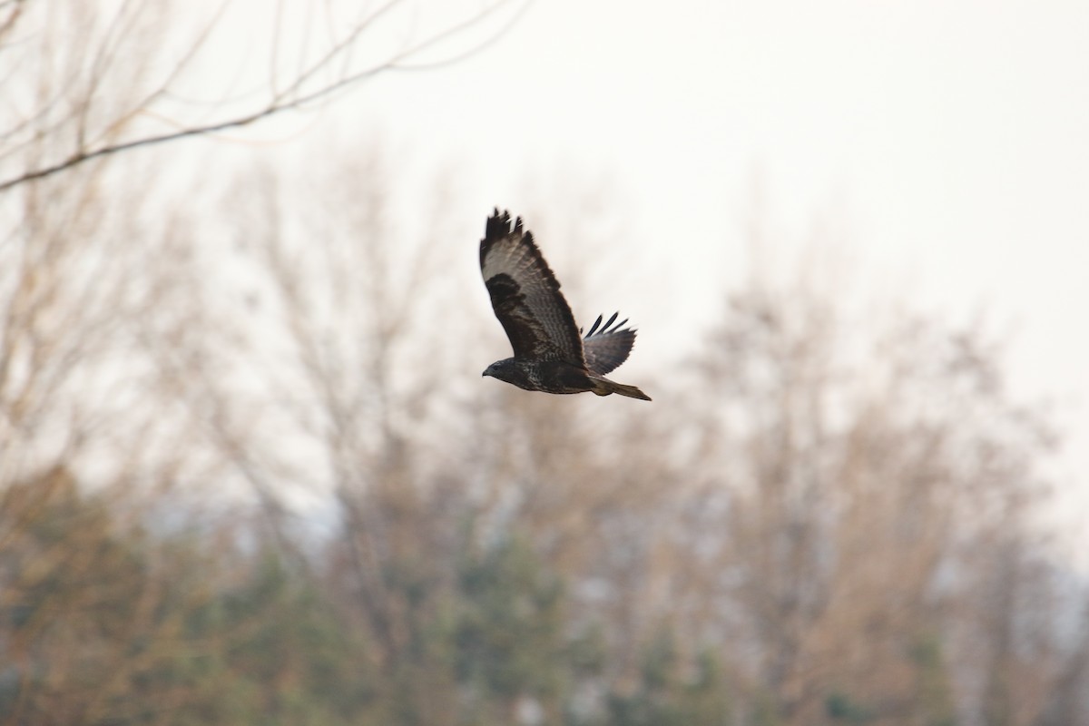 Buse variable - ML645151910