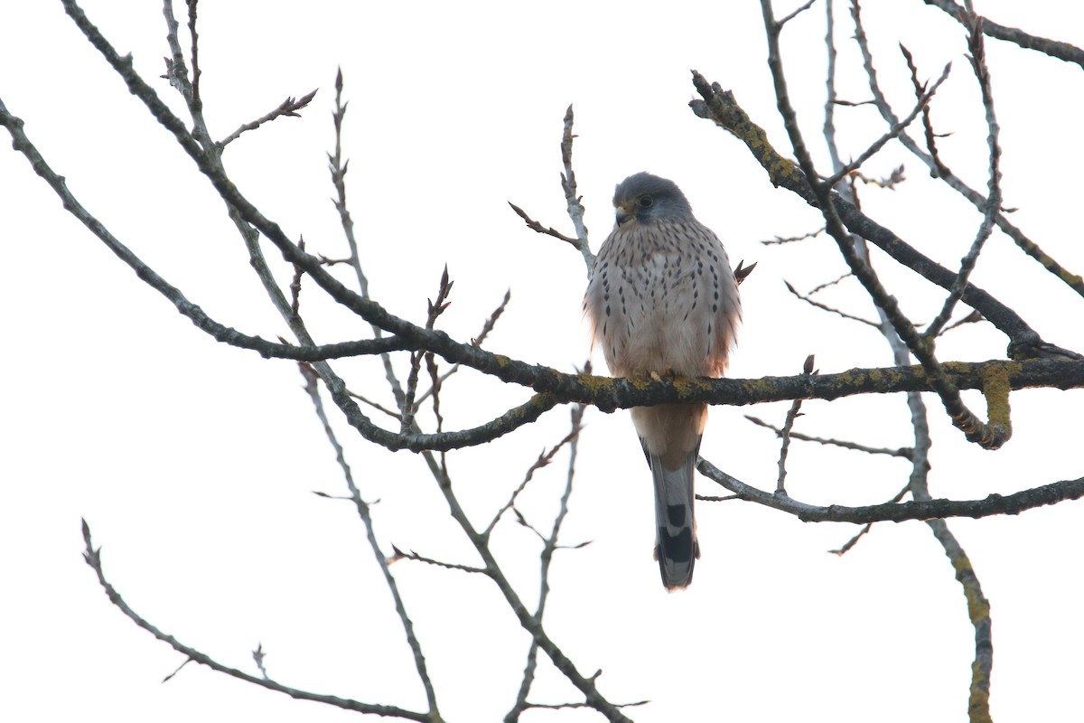 Eurasian Kestrel - ML645151911