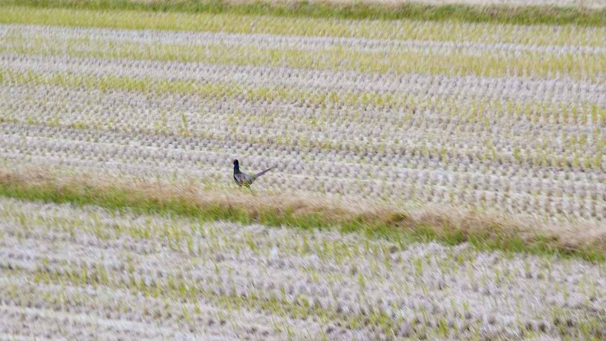 Green Pheasant - ML645151919