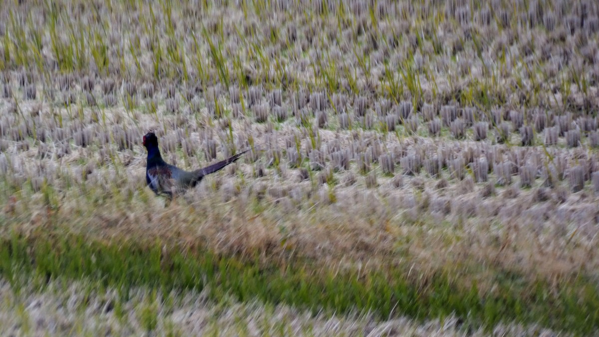 Green Pheasant - ML645151920