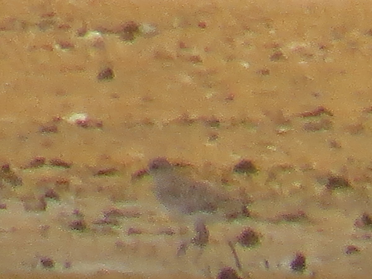 Chorlito Gris - ML645151921