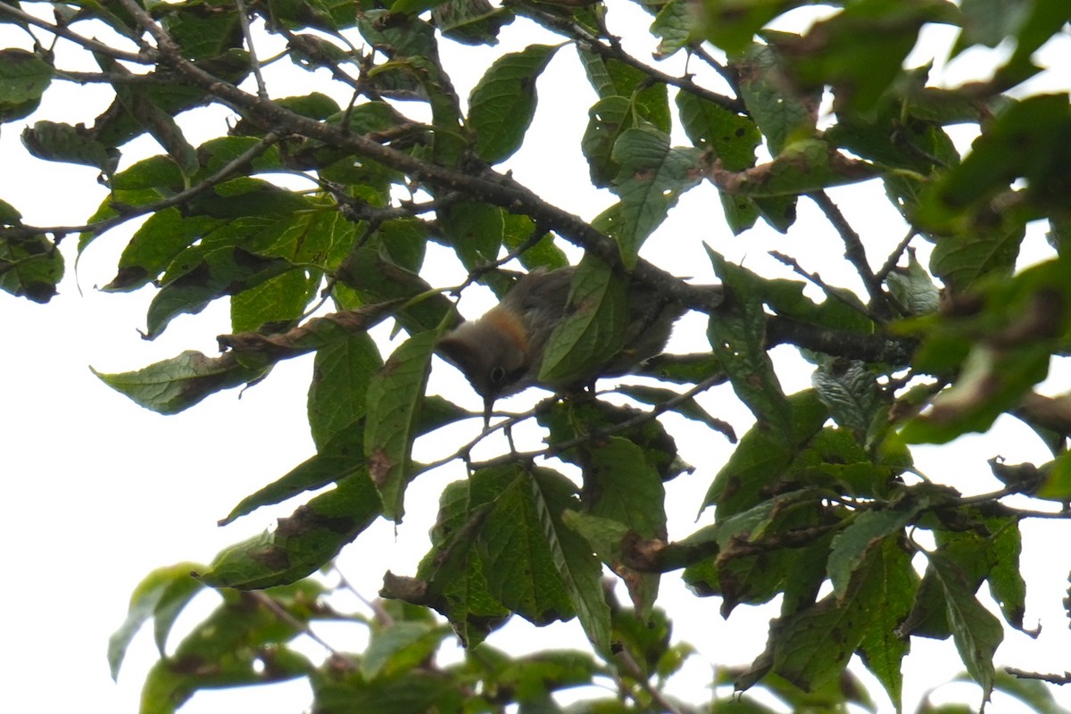 Whiskered Yuhina - ML645151945