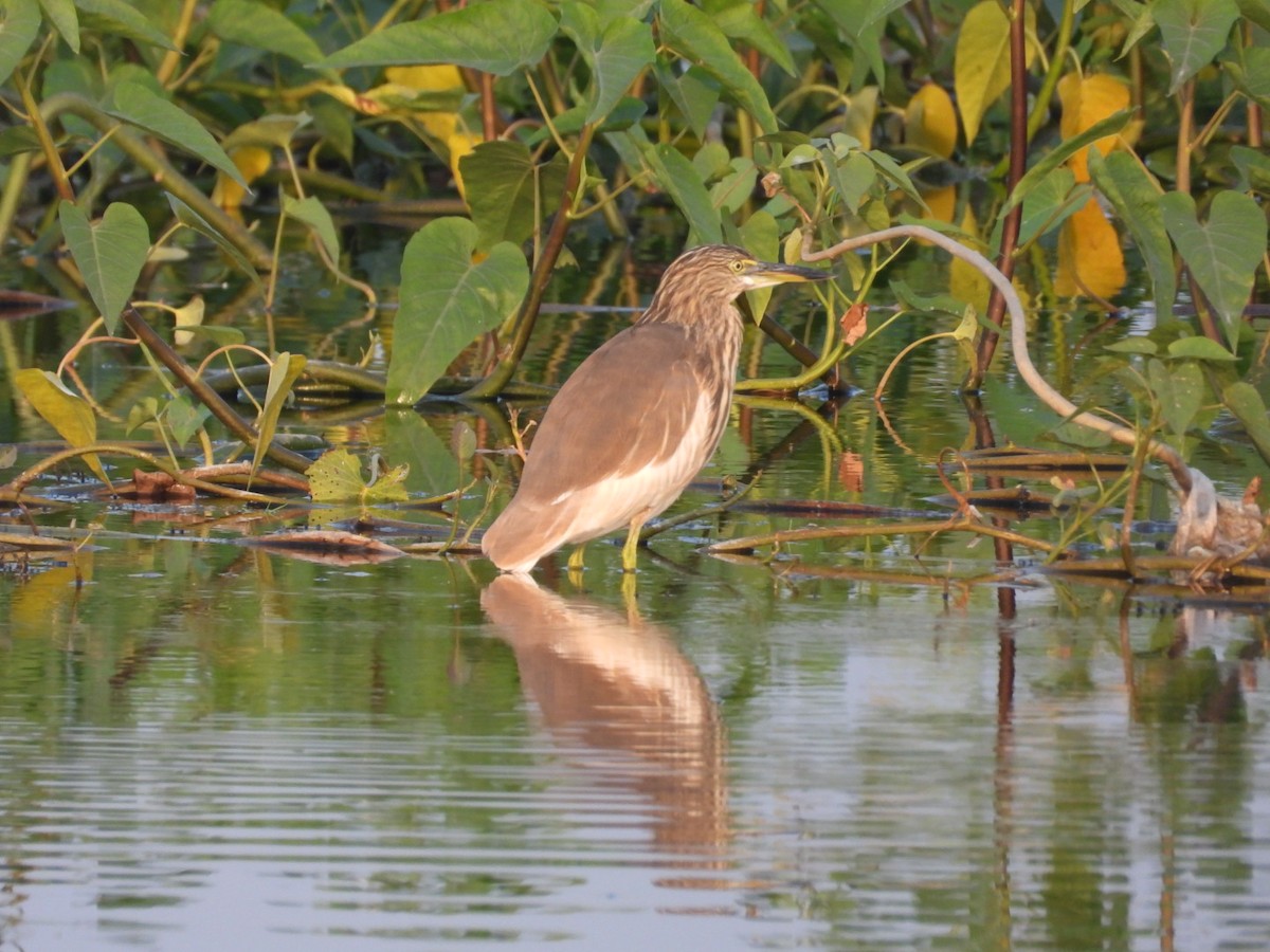 Индийская прудовая цапля - ML645151950