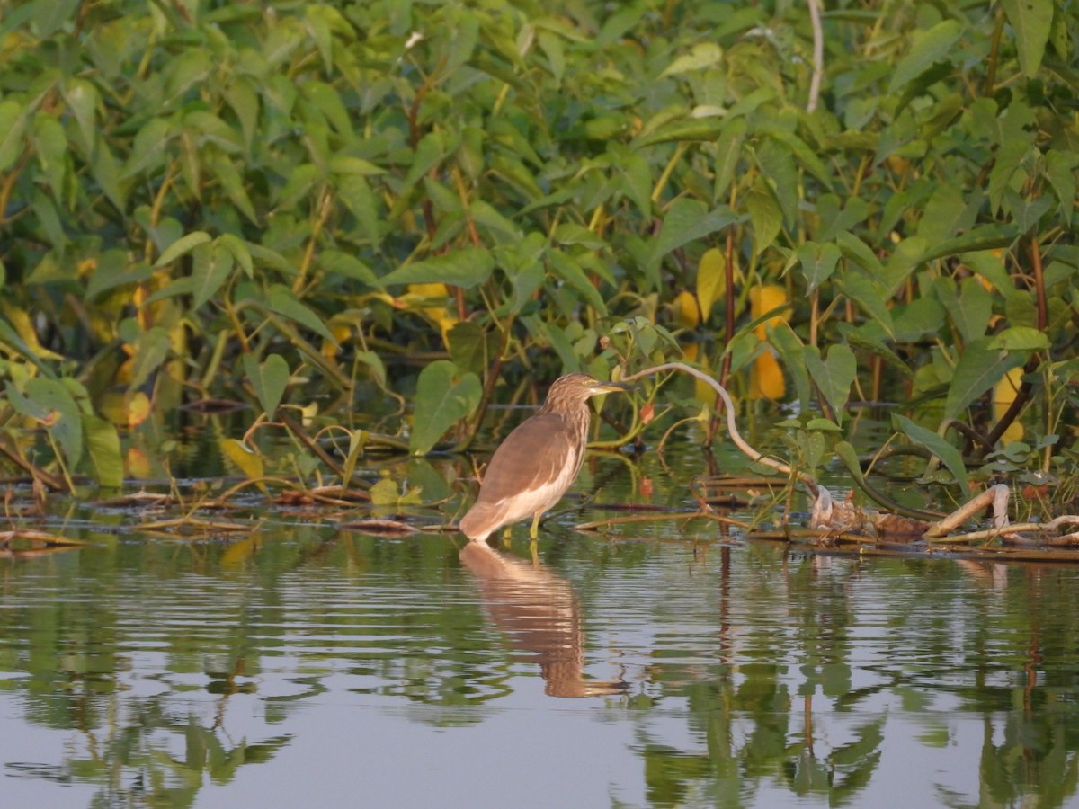 Индийская прудовая цапля - ML645151951